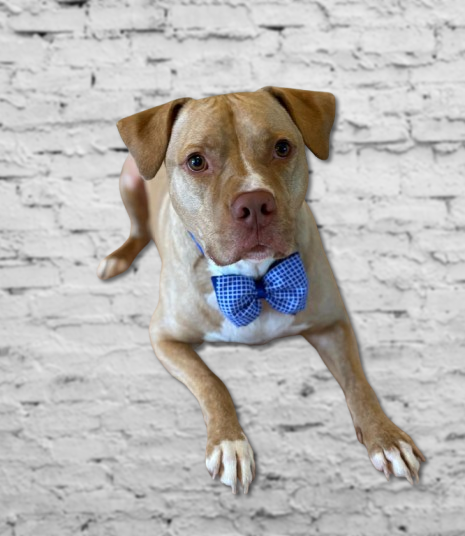 Adjustable Dog Bow Tie – Comfy & Stylish