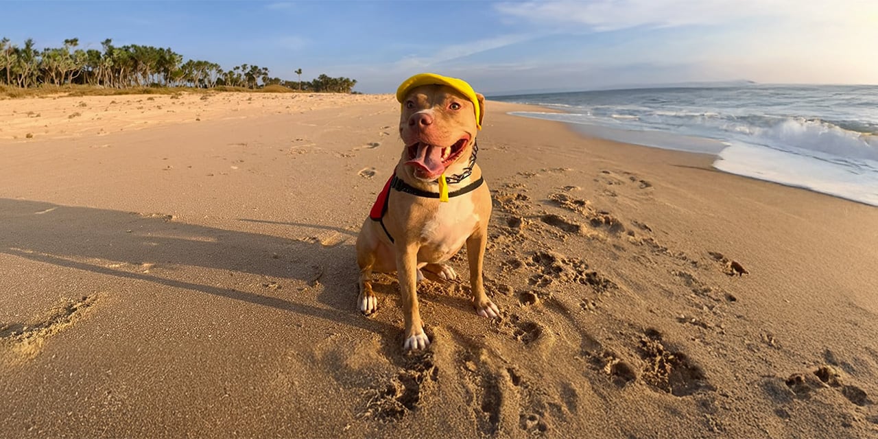 Dog wearing a yellow dog hat at the beach, lightweight dog hats for outdoor adventures
