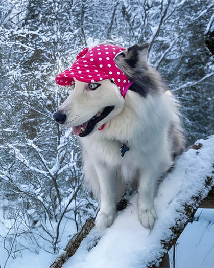 Dog wearing pink polka dot dog hat in snowy landscape, winter dog accessory style
